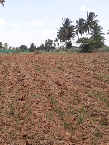 Plot Area in  Land at KolaR-Srinivaspur Road – for Sale