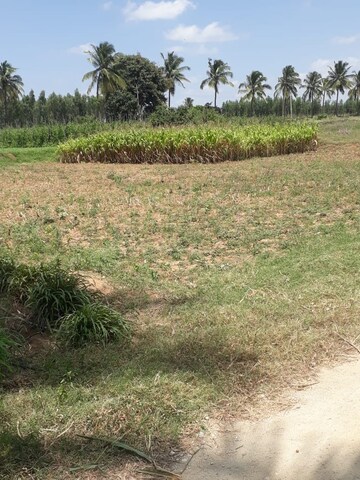 Plot Area in  Land at KolaR-Srinivaspur Road – for Sale