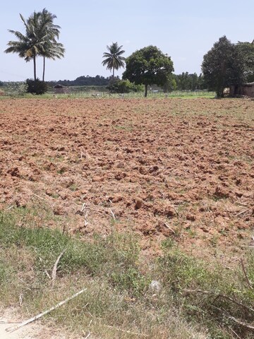 Plot Area in  Land at KolaR-Srinivaspur Road – for Sale