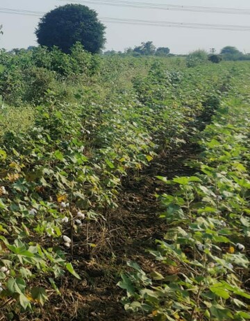  Plot For Sale in Deoli Gujar