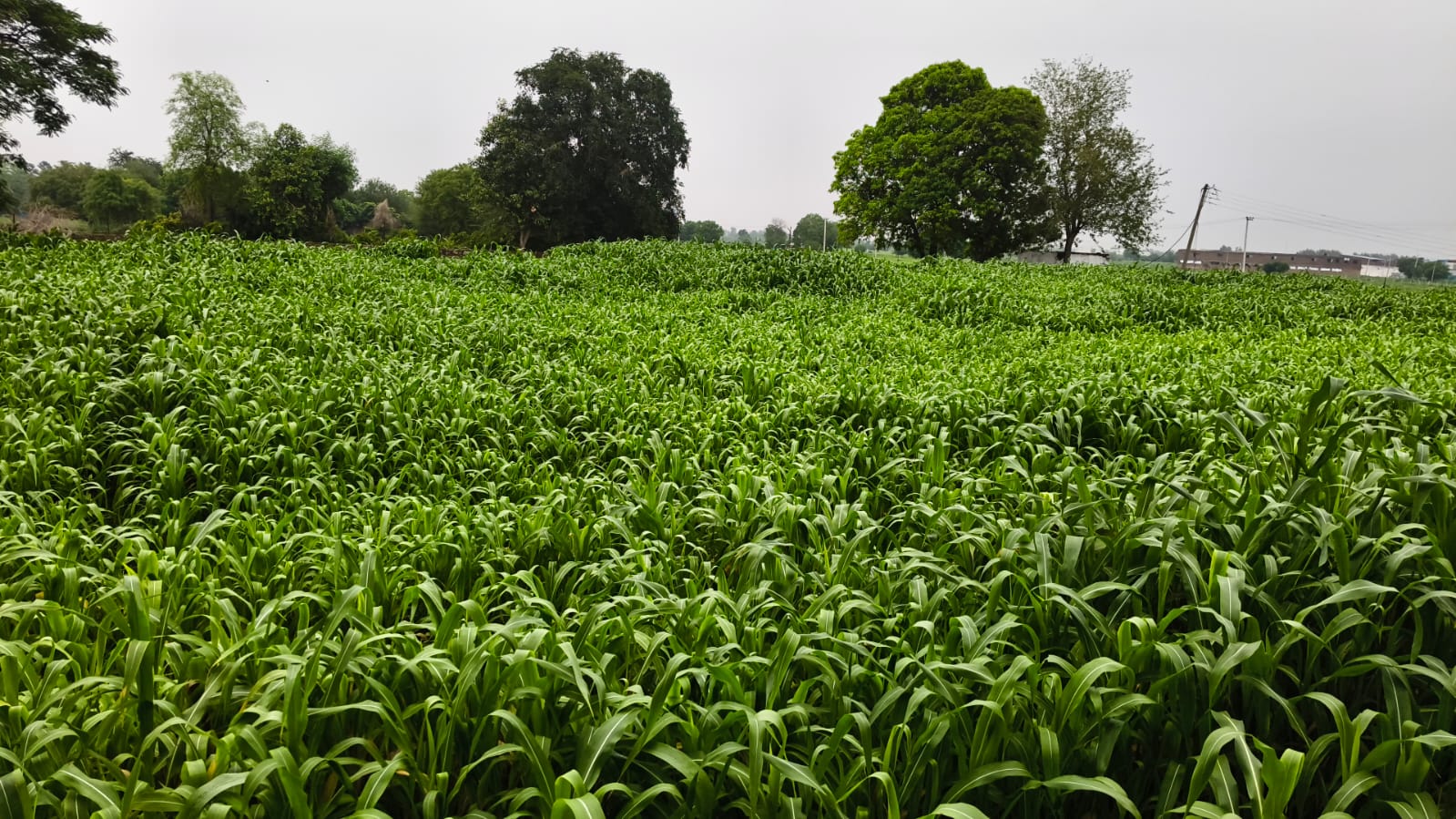 Plot For Sale in DLF Phase I