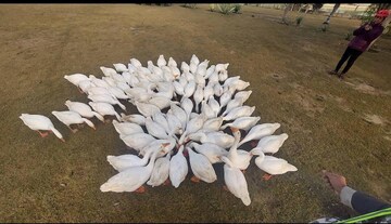  Plot – Exterior View View at Gaur Yamuna City Plot, Gaur Yamuna City - for Sale