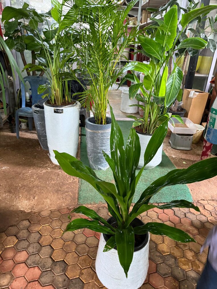 Garden, pilerne 4 Bedroom 482 Sq.Mt. Villa In Pilerne Goa 8924253