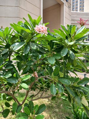 2 BHK Apartment – Garden View at ATS Allure, Sector 22d Yamuna Expressway - for Sale