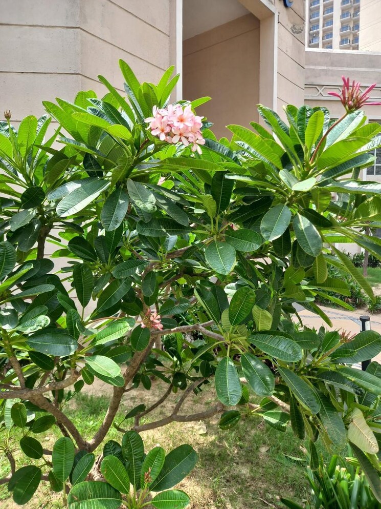 Garden, ats-allure 2 Bedroom 1150 Sq.Ft. Apartment In Sector 22d Yamuna Expressway Greater Noida 8924793