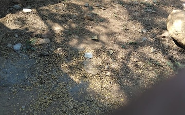 Plot For Sale in Yapral