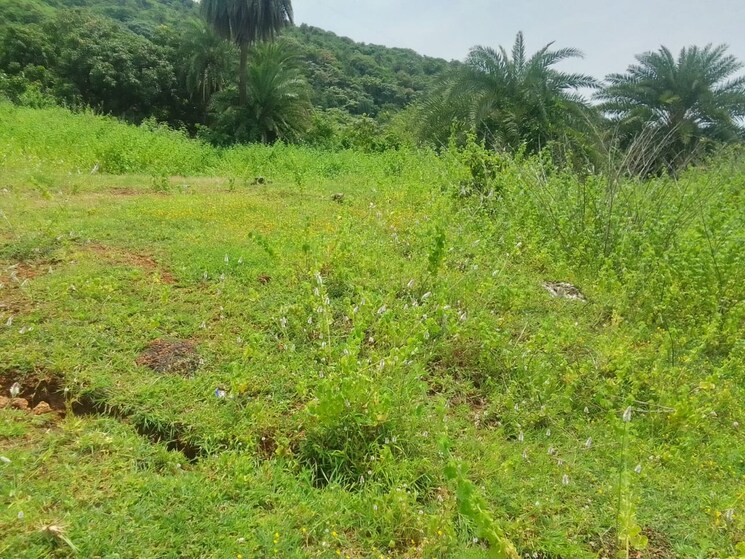 Garden, mandangad  10 Acre Plot In Mandangad Ratnagiri 8930948