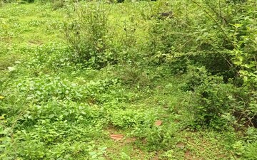 Plot For Sale in Kodibag