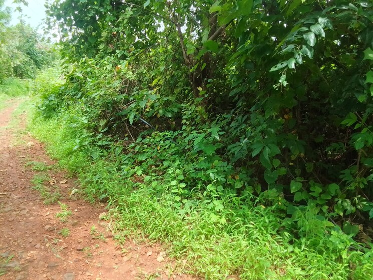 Garden, dapoli  70 Acre Plot In Dapoli Ratnagiri 8930965