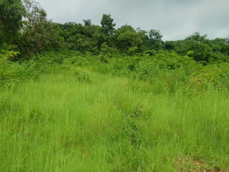 undefined, dapoli  70 Acre Plot In Dapoli Ratnagiri 8930965