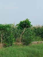 15 Acre Land in Land For Sale