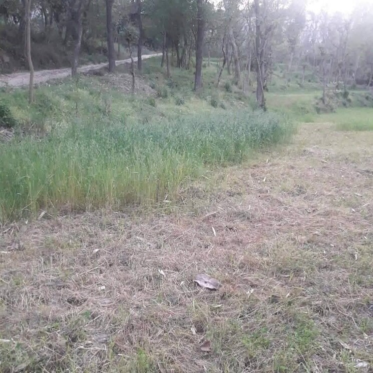 undefined, chari khas  1800 Sq.Yd. Plot In Chari Khas Kangra 8934209