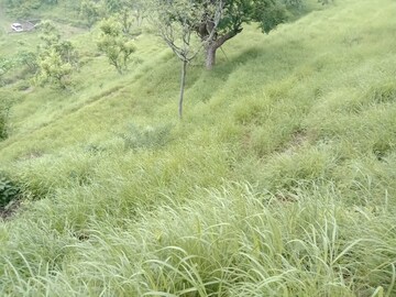 Plot Area in  Plot at Morni – for Sale