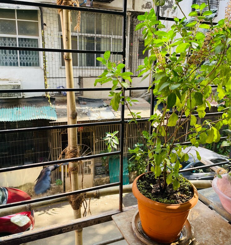 Balcony, the-dadar-makarand-society 2 Bedroom 580 Sq.Ft. Apartment In Dadar West Mumbai 8936774