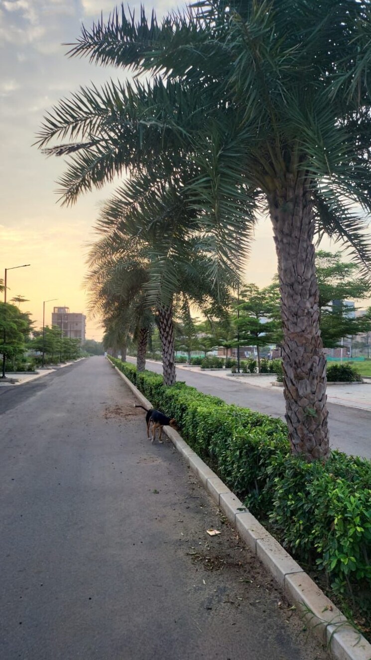 Exterior View, tulip-lemon 2 Bedroom 526 Sq.Ft. Apartment In Sector 69 Gurgaon 8941304