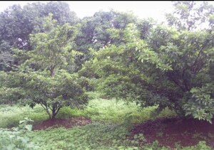  Plot For Sale in Old Sangvi