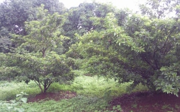 Plot For Sale in Old Sangvi