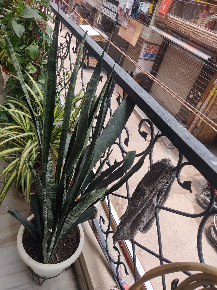 Balcony, khirki extension 3 Bedroom 100 Sq.Yd. Builder Floor In Khirki Extension Delhi 8944819