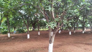  Land – Garden View at Moinabad - for Sale