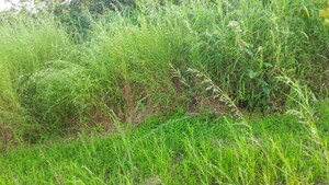  Plot – Exterior View View at Dapoli - for Sale