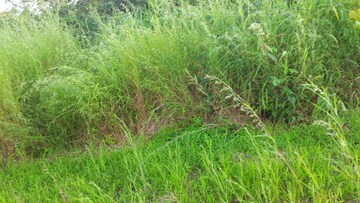  Plot – Exterior View View at Dapoli - for Sale