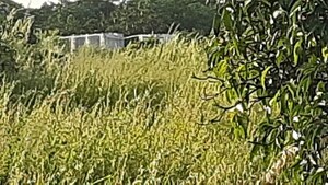 Plot Area in  Plot at Dapoli – for Sale