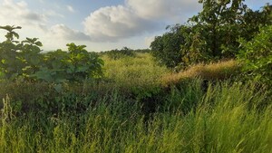 Plot Area in  Plot at Dapoli – for Sale