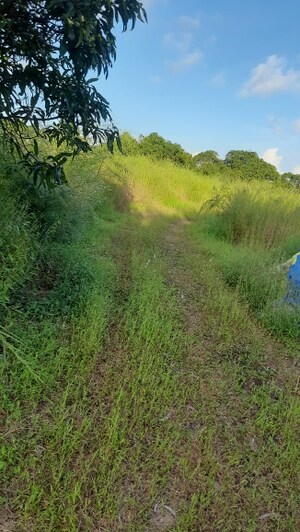  Plot For Sale in Dapoli