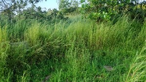  Plot – Exterior View View at Dapoli - for Sale