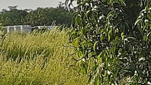  Plot – Exterior View View at Dapoli - for Sale