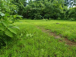  Plot For Sale in Mangaon