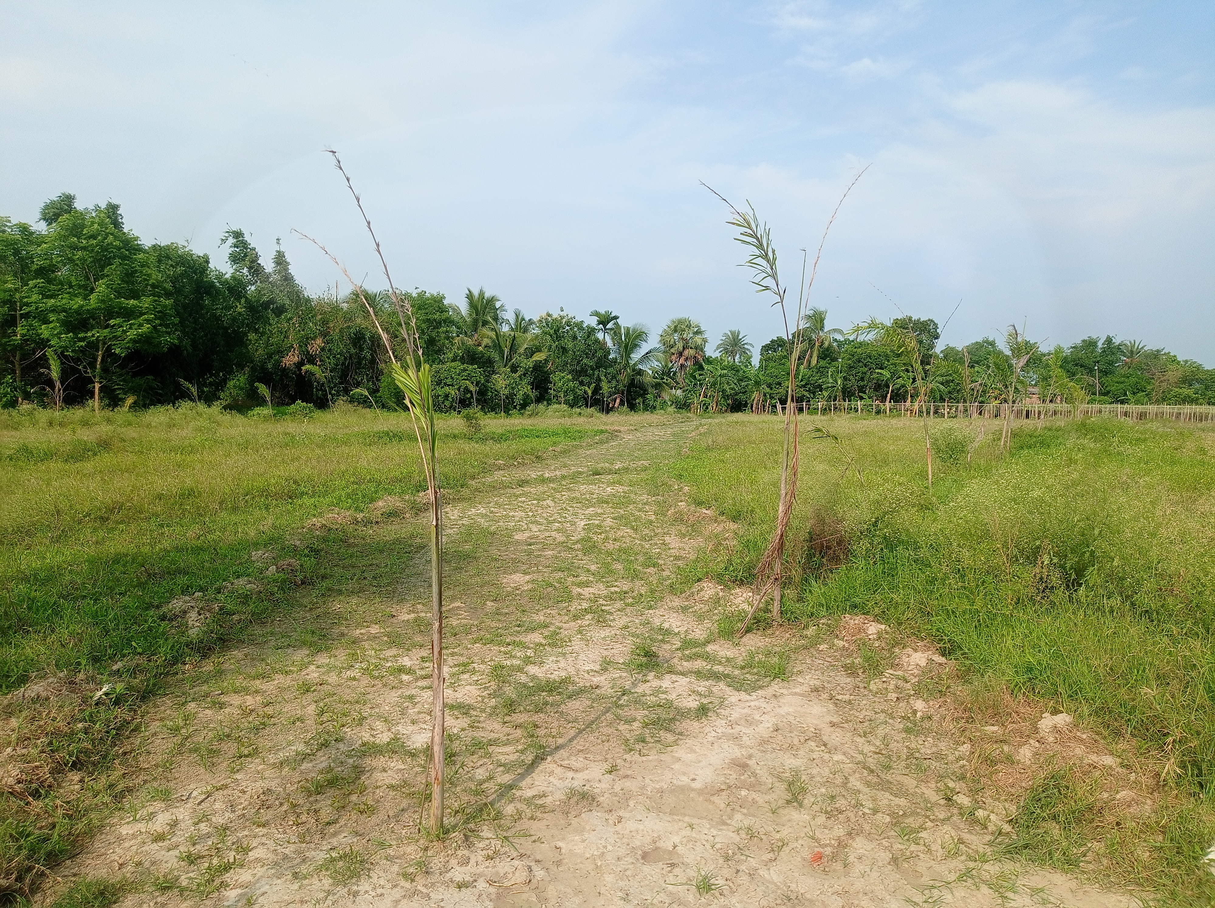 Plot For Sale in Plot In Piyali 