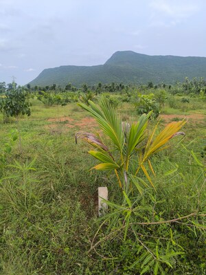 Plot Area in  Plot at Anakapalle – for Sale