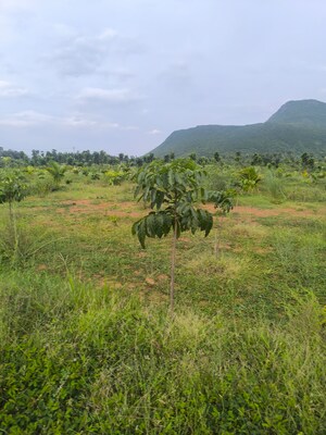 Plot Area in  Plot at Anakapalle – for Sale