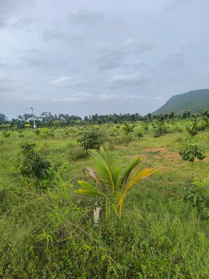 Plot Area in  Plot at Anakapalle – for Sale