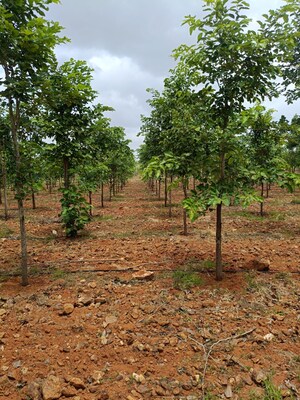 Plot Area in  Plot at Indresham – for Sale