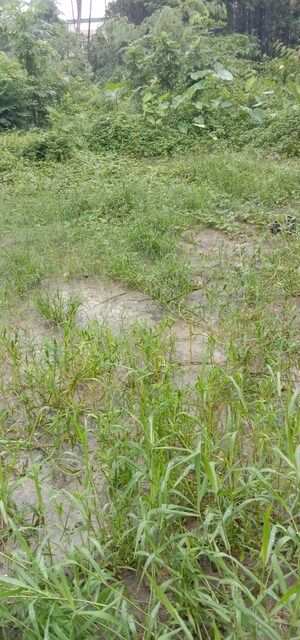  Plot – Exterior View View at Netaji Pally - for Sale