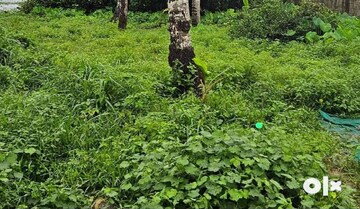  Plot For Sale in Olarikara