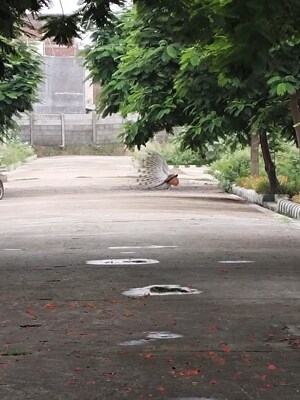  Plot – Exterior View View at Bithoor - for Sale