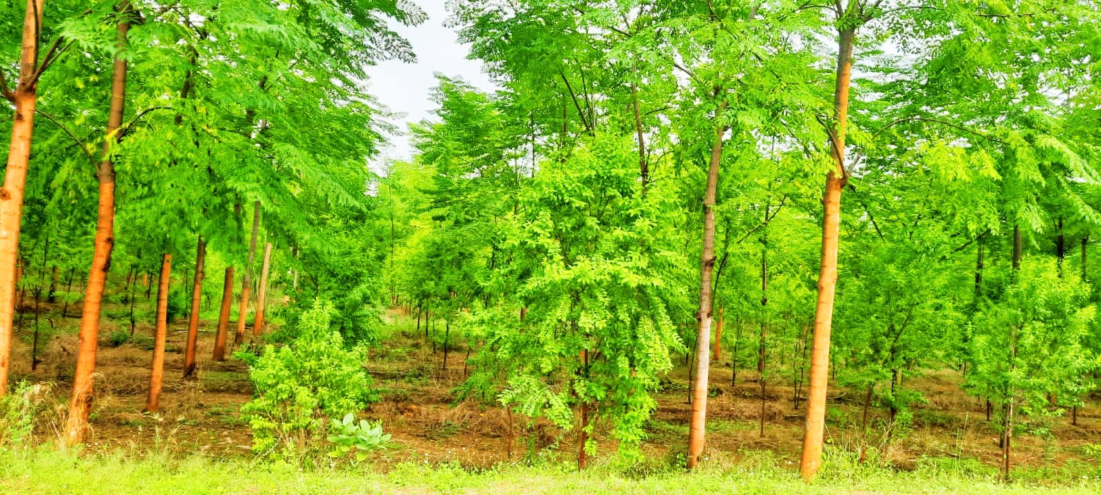 Plot For Sale in Vasavi Sandal County 