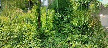  Land – Garden View at Patturaickal - for Sale