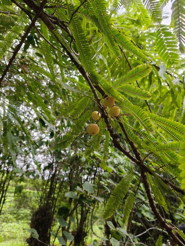 Garden, by-the-lake 3 Bedroom 2500 Sq.Ft. Villa In Shirwal Pune 8965326