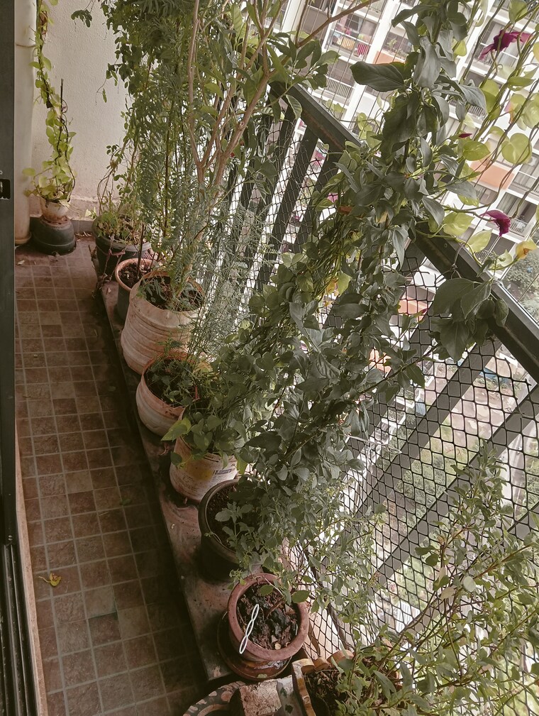 Balcony, shapoorji-pallonji-joyville 3 Bedroom 1235 Sq.Ft. Apartment In Virar West Palghar 8965655