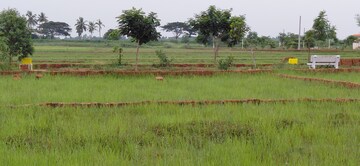 Plot Area in  Plot at Pipili – for Sale