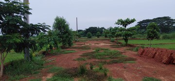 Plot Area in  Plot at Pipili – for Sale