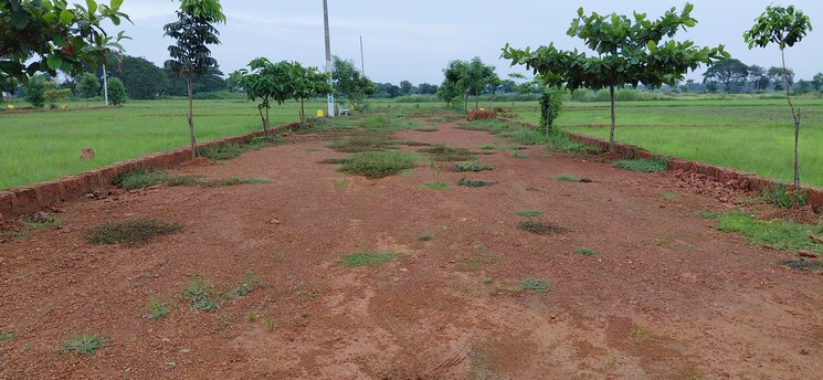 undefined, pipili  1500 Sq.Ft. Plot In Pipili Bhubaneswar 8966174
