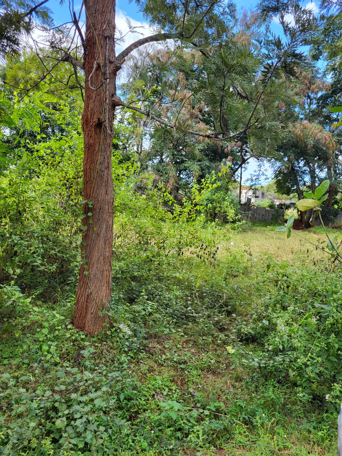 Plot For Sale in Nishchay