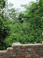 1500 Sq.Yd. Plot in Ram Property