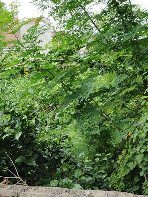  Plot – Garden View at Kalyanpur East - for Sale