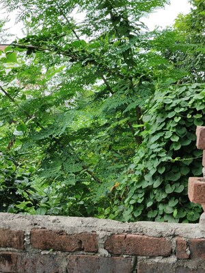  Plot – Garden View at Kalyanpur East - for Sale